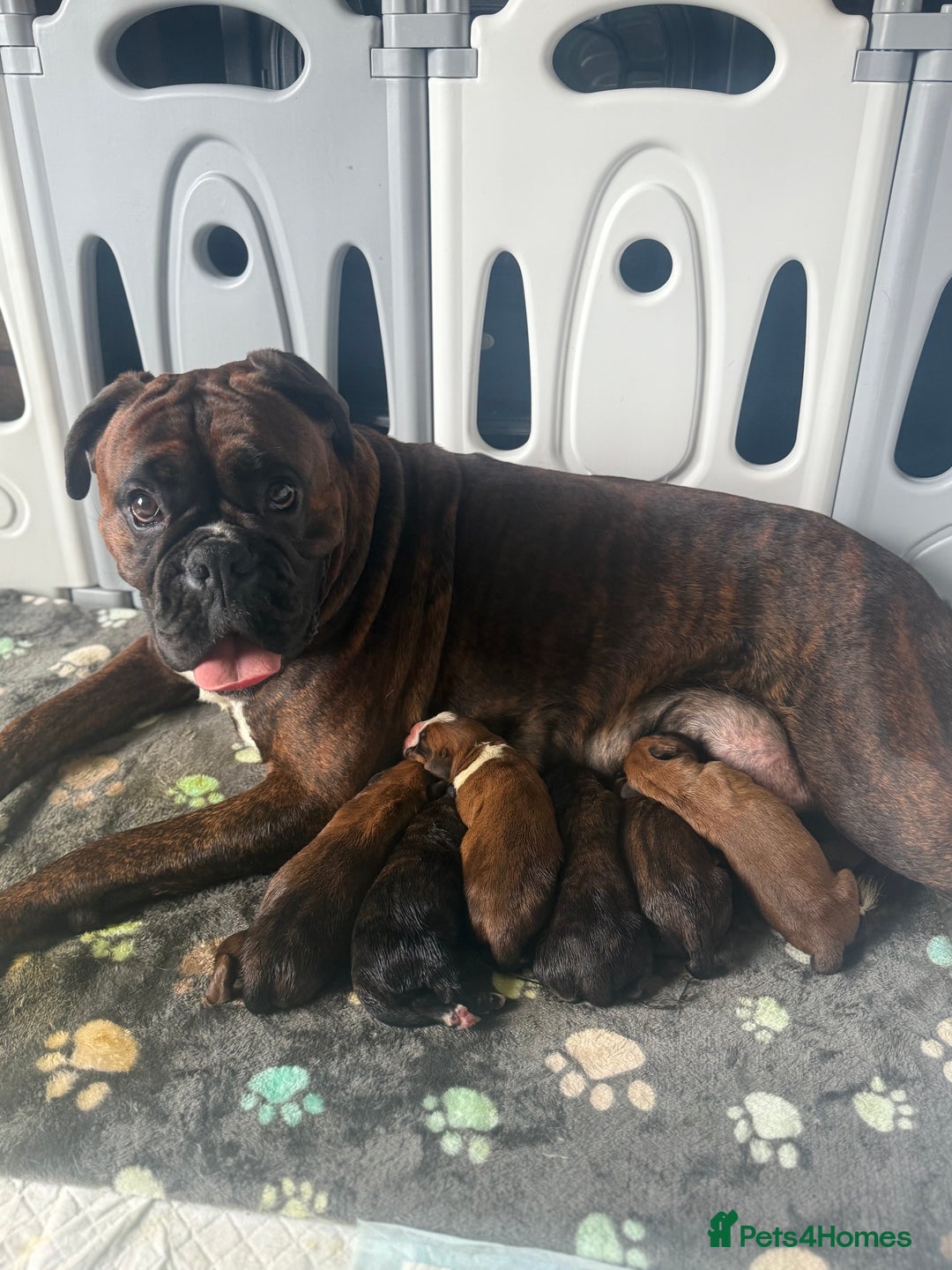 Boxer dogs for sale: Beautiful litter of 6 Pedigree Boxer Puppies  - Advert 16