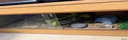 Mixed Breed reptiles for sale: Stunning Exotic Reptile Pets & Full Habitats - Advert 4