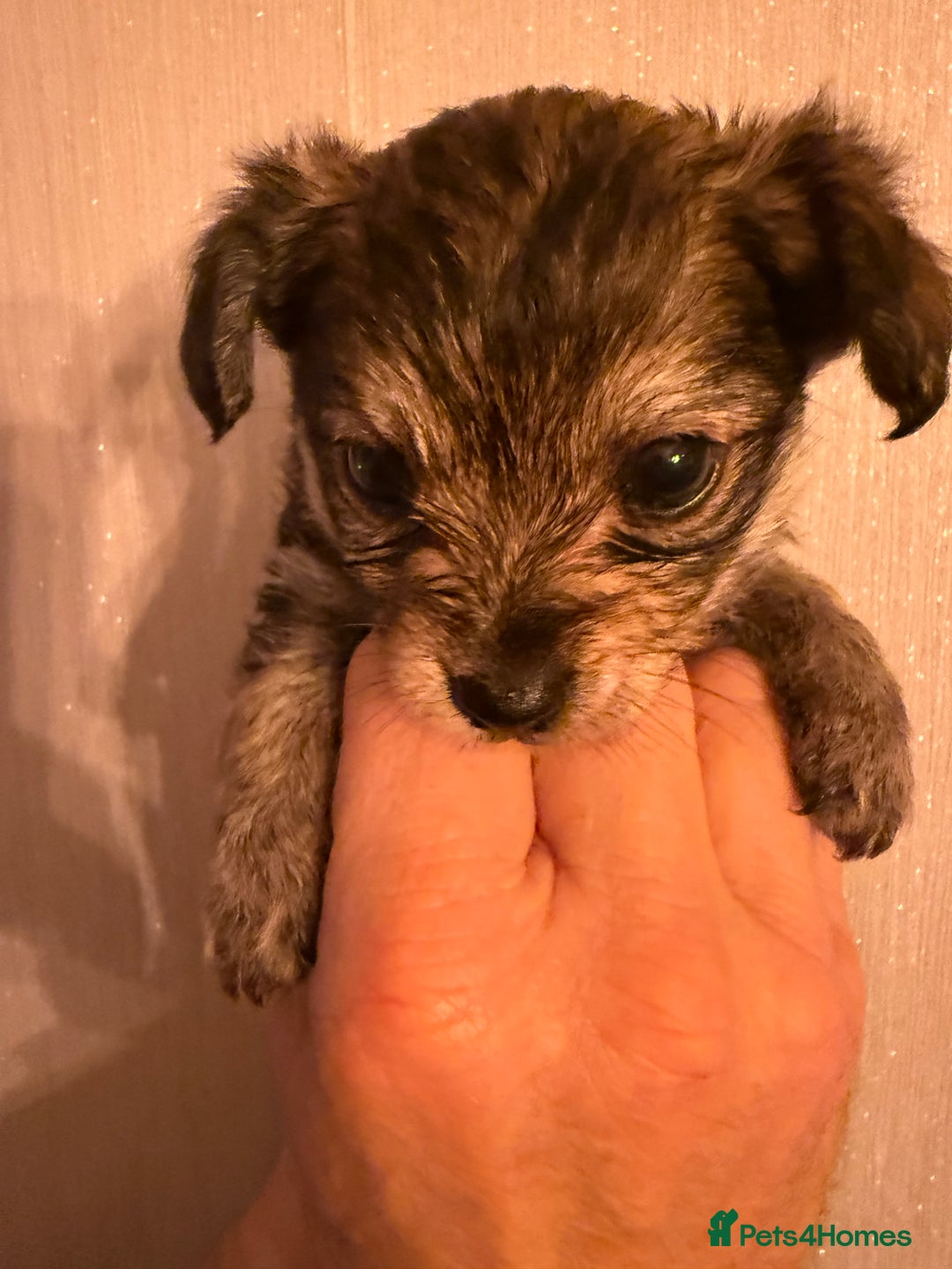 Yorkiepoo dogs for sale: Yorkipoos READY  **  EVE - Advert 5