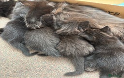 Ragdoll cats for sale: Half ragdoll kittens - Image 4