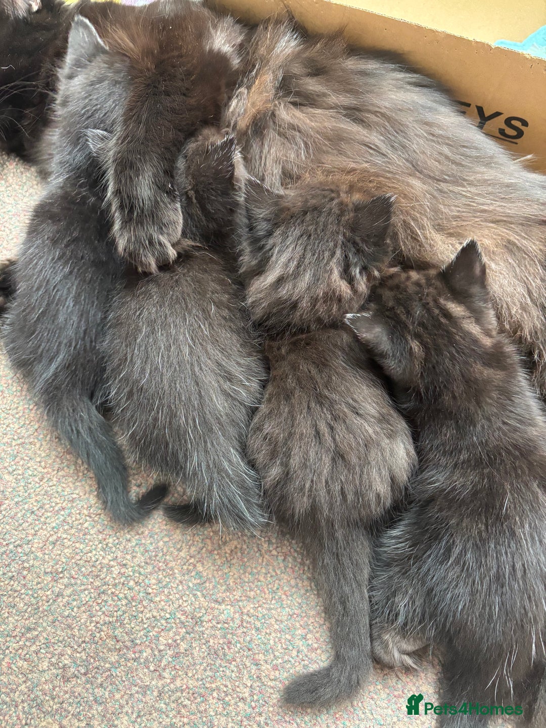 Ragdoll cats for sale: Half ragdoll kittens - Image 4
