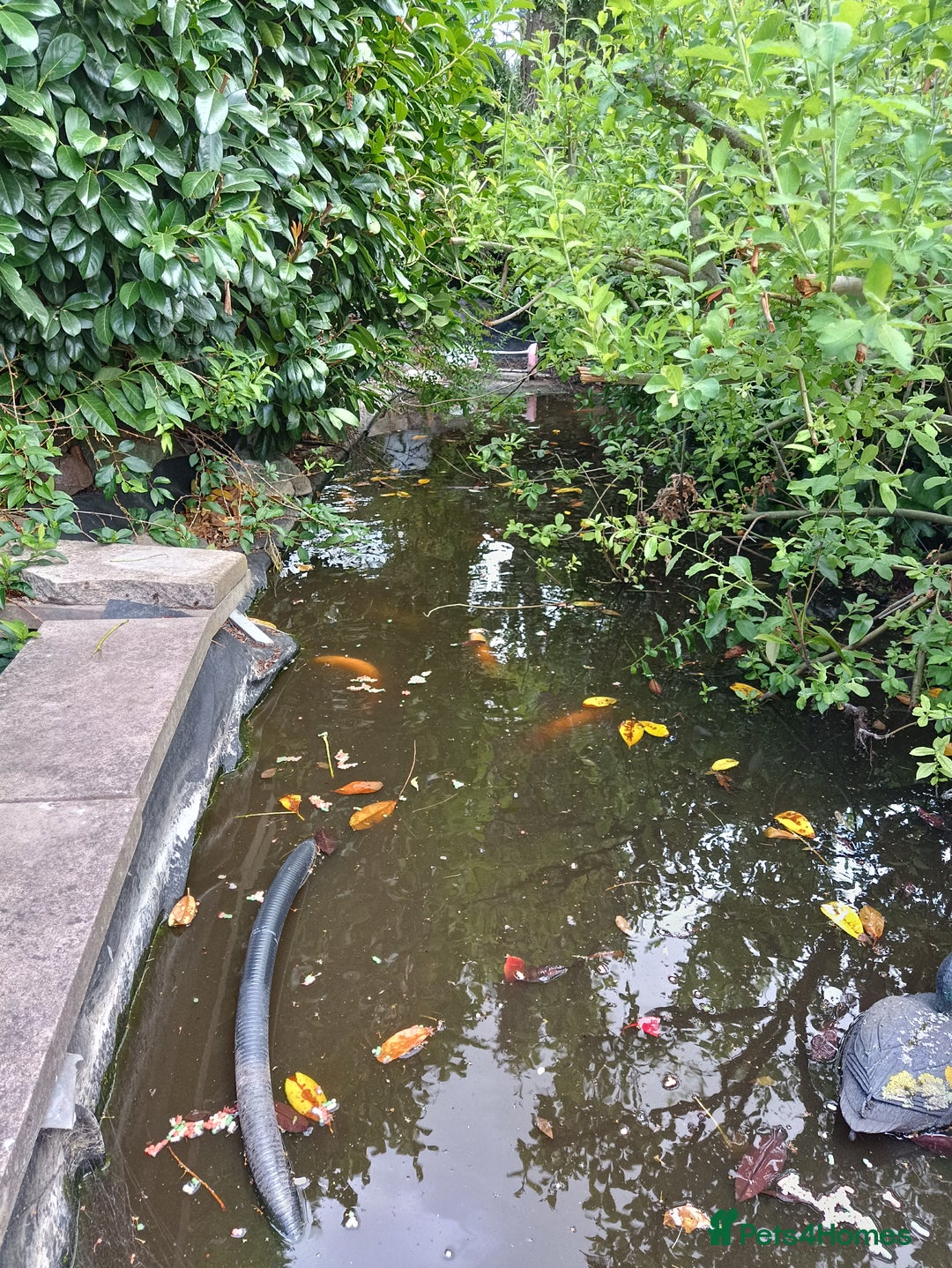 Koi Carp fish for sale: Koi Carp for sale Bedworth  - Image 3