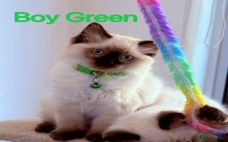 Ragdoll cats for sale: Last lovely ragdoll girl is waiting for U - Image 1