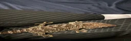 Gecko reptiles for sale: Female tokay gecko in Reading - Advert 6