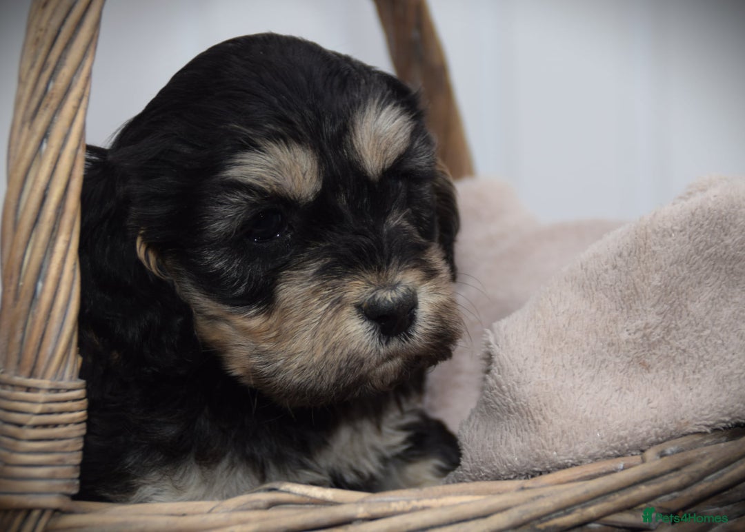 Cockapoo dogs for sale: American cockapoos (yankydoodles)  - Advert 5