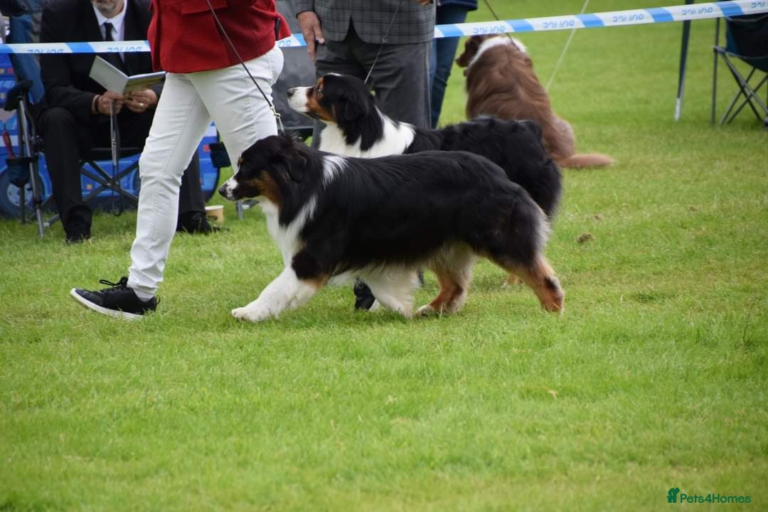 Australian Shepherd dogs for stud: SaveTheTears For Another Day with Aussiame implta  - Advert 5