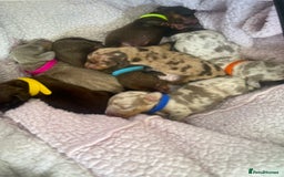 Miniature Dachshund dogs for sale: Miniature Dachshunds  - Image 1