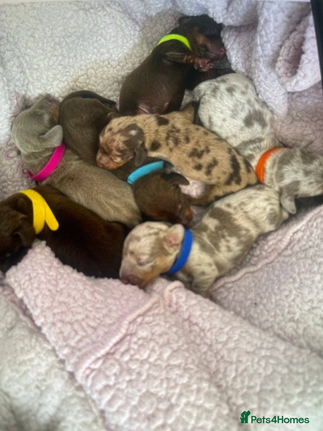 Miniature Dachshund dogs for sale: Miniature Dachshunds  - Image 1