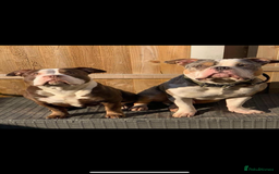 American Bulldog dogs for sale: 2 pocket bullys FREE to a good home - Image 1