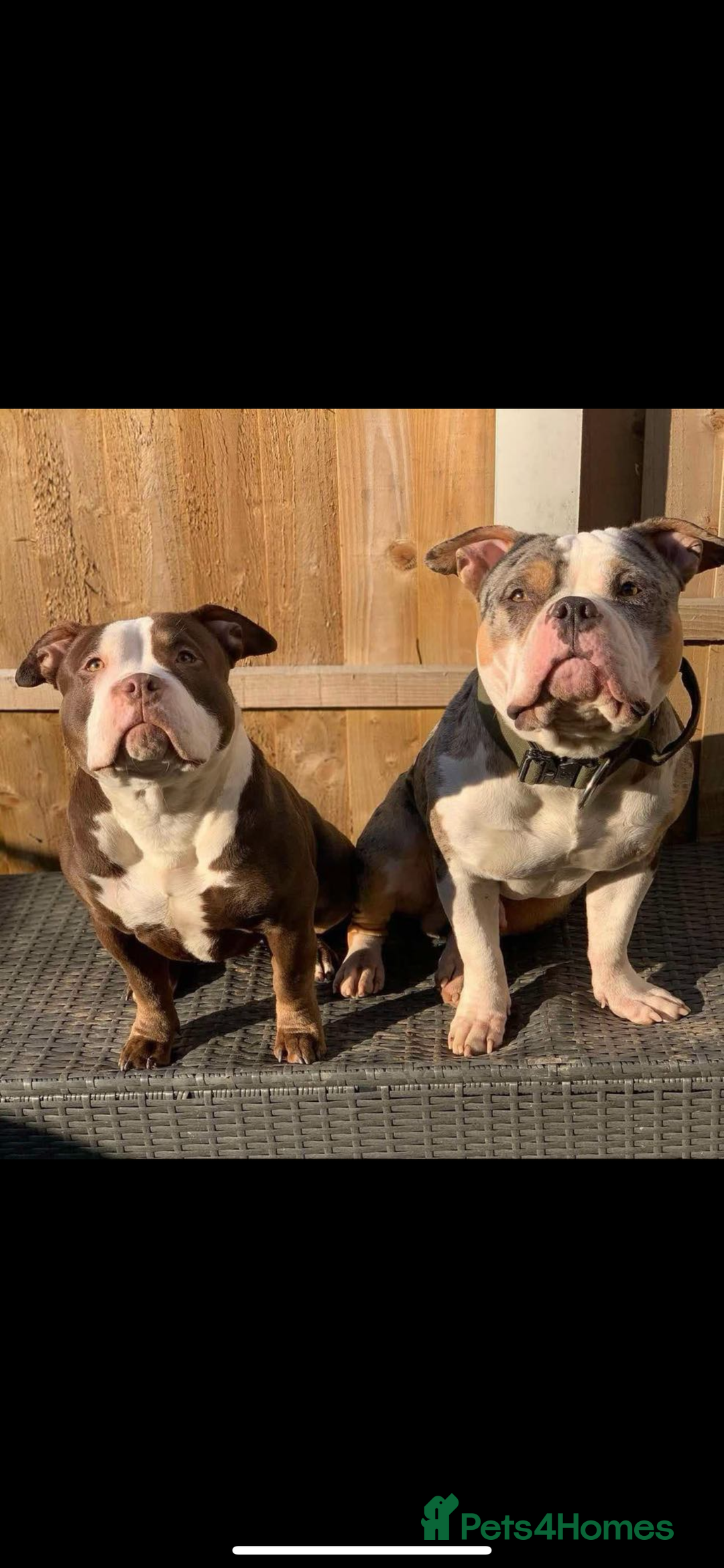 American Bulldog dogs for sale: 2 pocket bullys FREE to a good home - Image 1