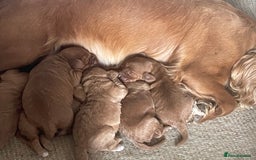 Cockapoo dogs for sale: F1 Cockapoo Red, Apricot. Health & genetic test - Image 13