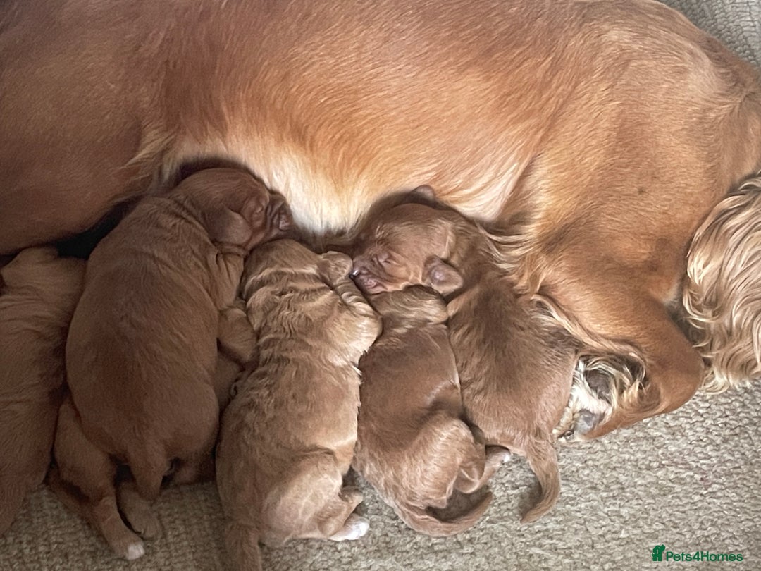 Cockapoo dogs for sale: F1 Cockapoo Red, Apricot. Health & genetic test - Image 13
