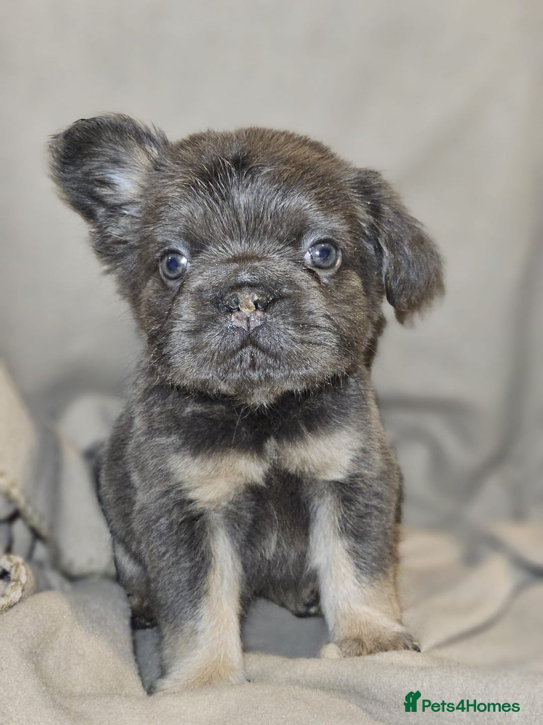 French Bulldog dogs for sale: KC French bulldogs READY FOR THEIR FOREVER HOME 💙 - Advert 25