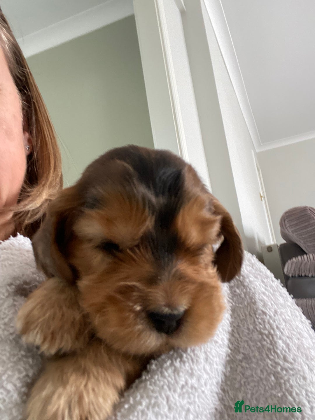 Cocker Spaniel dogs for sale: KC Sable show type Cocker spaniel puppies - Image 7