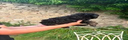 Sheepadoodle dogs for sale: Sheepadoodle puppies - Advert 14