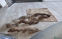 Miniature Dachshund dogs for sale: Ready to go 3/12/25 - stunning coloured Dachsunds - Image 1