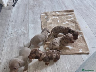 Miniature Dachshund dogs - Advert 12