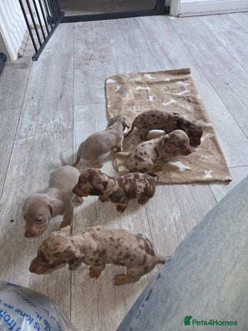 Miniature Dachshund dogs - Advert 1