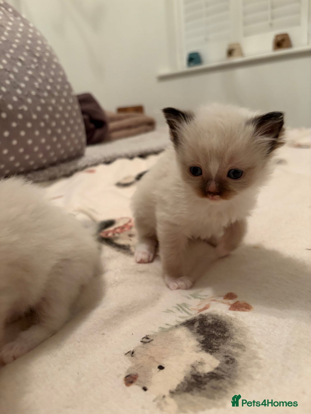 Ragdoll cats for sale: Beautiful Ragdoll Kittens For Sale  - Advert 11
