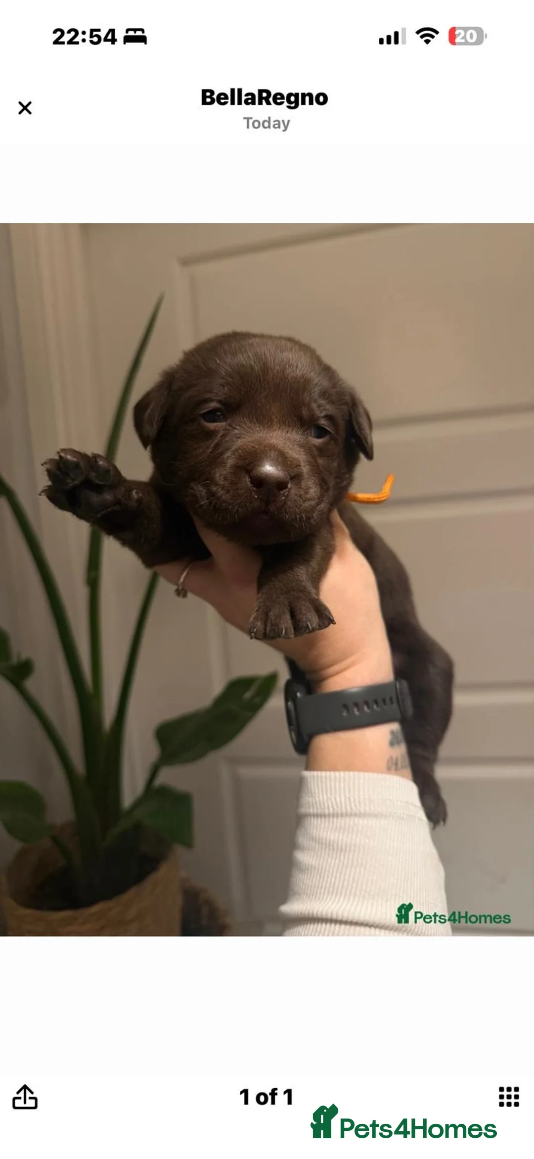 Labrador Retriever dogs for sale: Chocolate Female Labrador  in Portsmouth - Advert 16