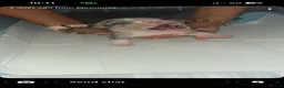 American Bully dogs for sale: American pocket bully’s  - Advert 4