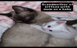 Mixed Breed cats for sale: Beautiful kittens Ready now Open to offers  in Chester - Image 3