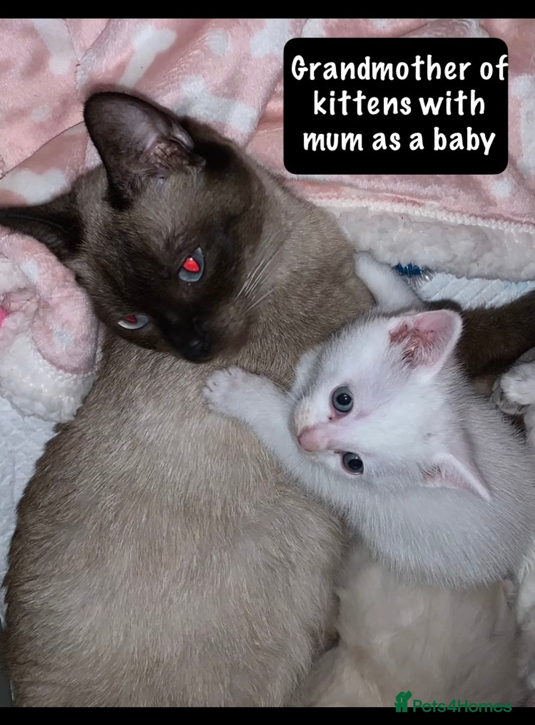 Mixed Breed cats for sale: Beautiful kittens Ready now Open to offers  in Chester - Image 3