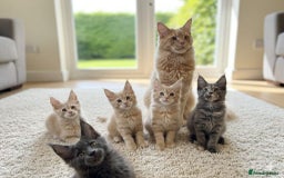 Maine Coon cats for sale: Last Ginger Boy Pure Mainecoon! - Image 1