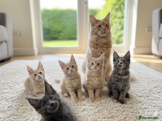 Maine Coon cats - Advert 2