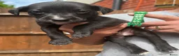 Mixed Breed dogs for sale: Beautiful Bullador puppies  - Advert 11