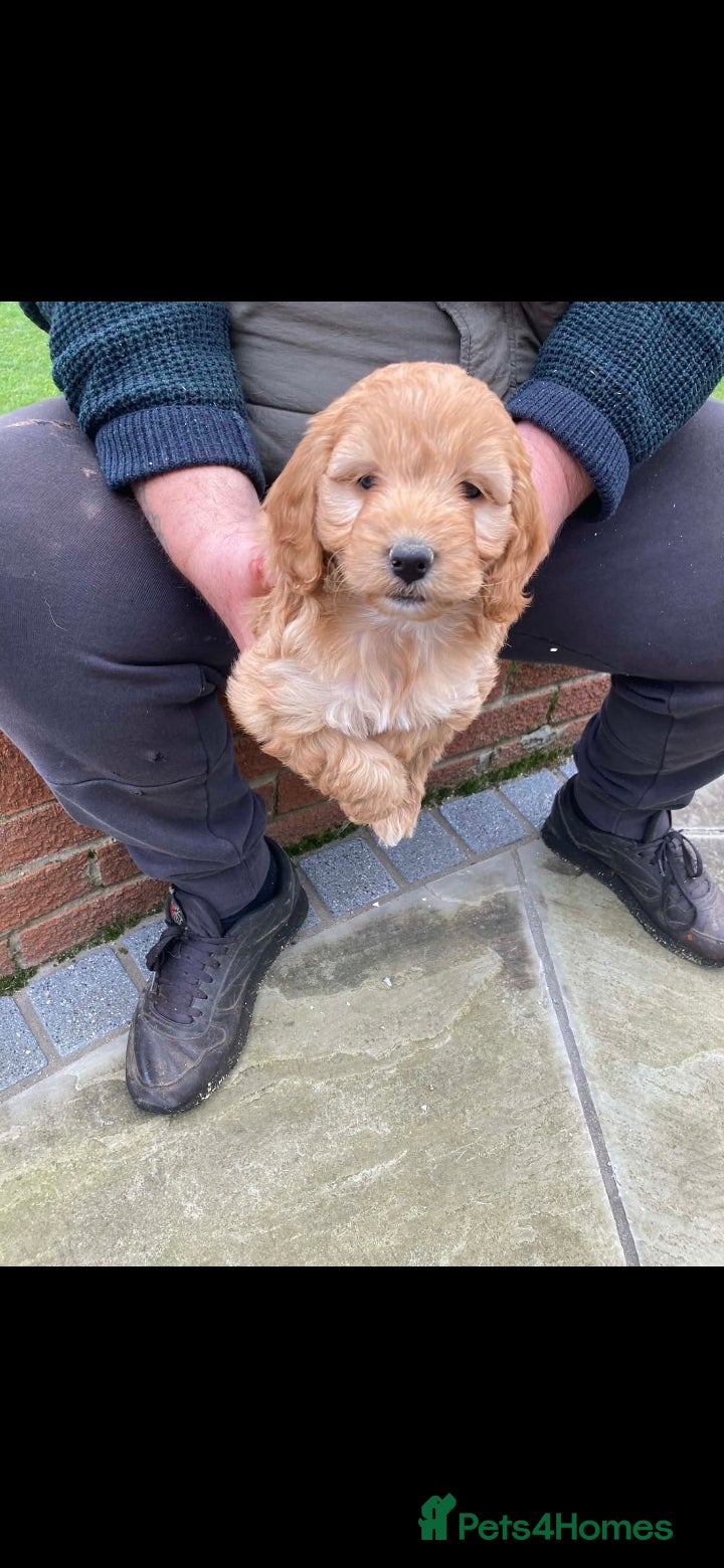 Cockapoo dogs Cockapoo puppies  - Advert 13