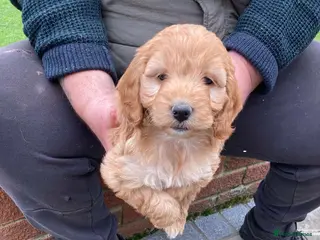 Cockapoo dogs Cockapoo puppies - Advert 6