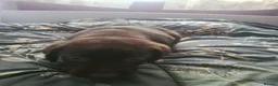 Labrador Retriever dogs for sale: Chocolate Labradors - Advert 11