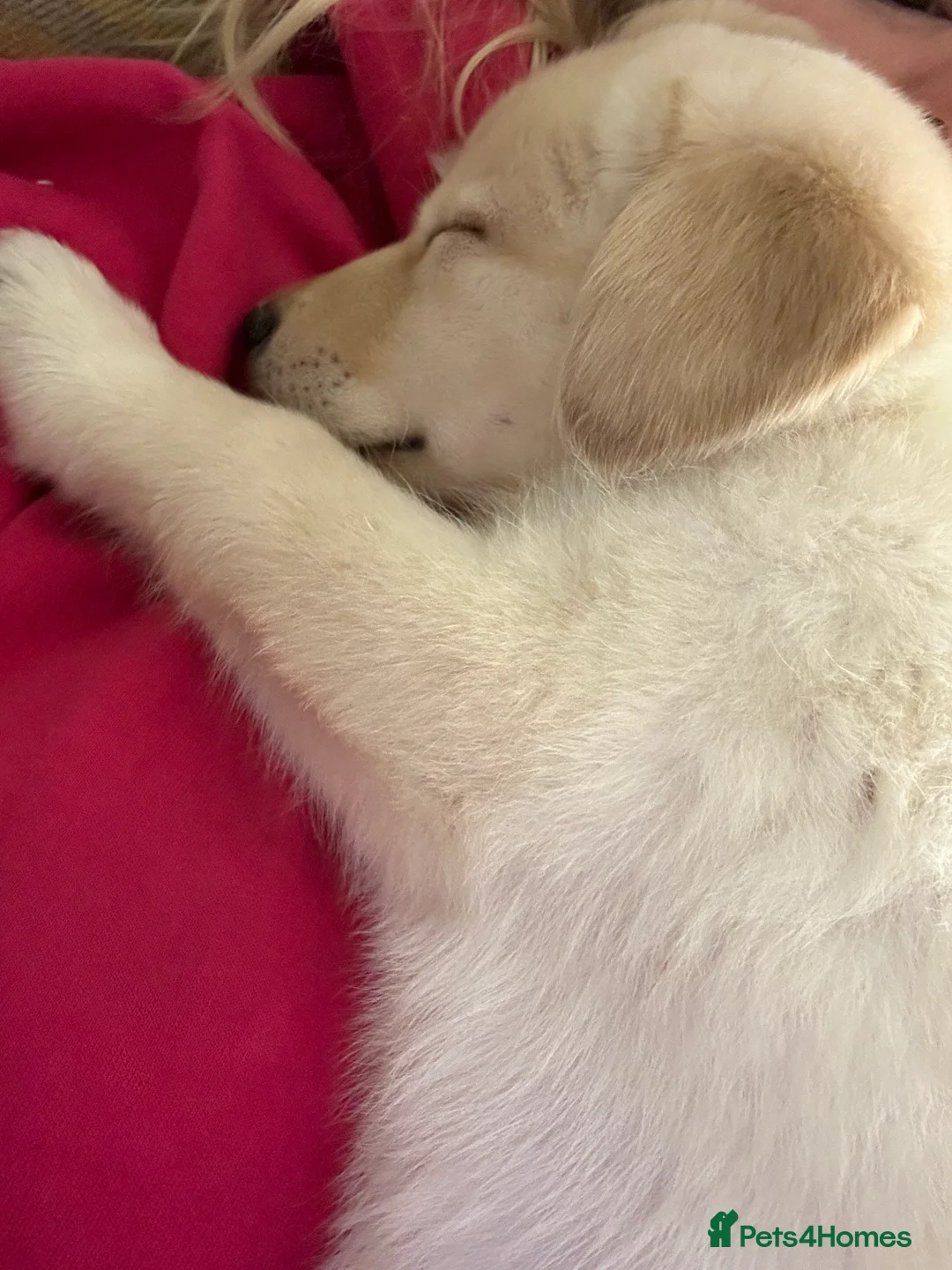 Mixed Breed dogs for sale: 1 year old male dog husky cross labordoodle  - Advert 4