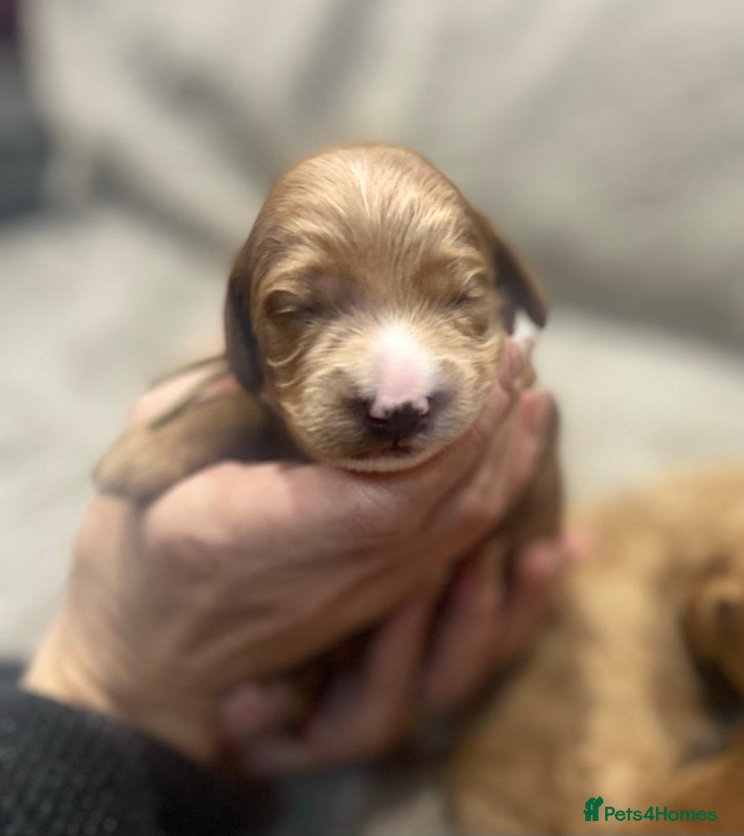 Cockapoo dogs for sale: Beautiful Cockapoo puppies near London - Advert 7