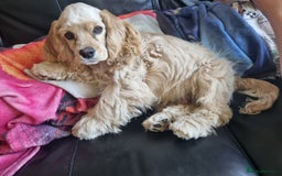 American Cocker Spaniel dogs for sale: KC-REGISTERED American cocker spaniel puppy  - Image 2