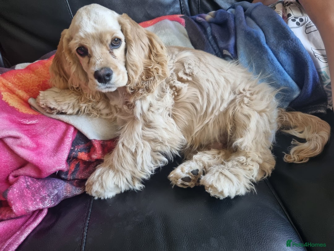 American Cocker Spaniel dogs for sale: KC-REGISTERED American cocker spaniel puppy  - Image 2