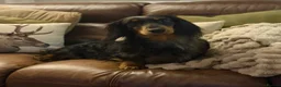 Dachshund dogs for sale: KC Standard Long Haired Dachshund Puppies - Advert 9