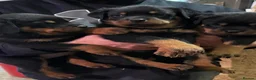 Rottweiler dogs for sale: 🤝🤝Humble🫧Gentle🤝German💼rottie🤝 pups in Dumfries - Advert 5