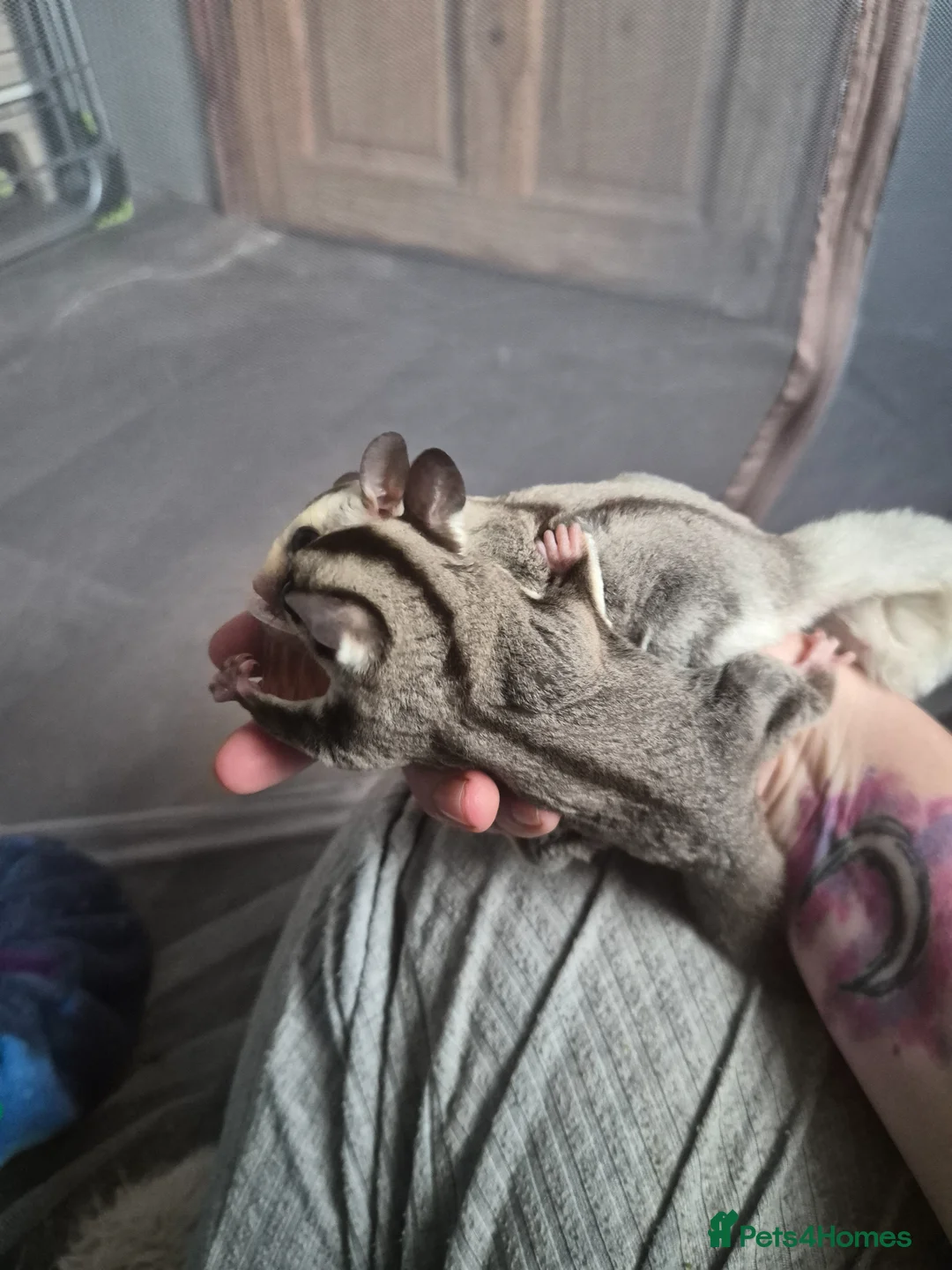Sugar Glider rodents for sale: Male joey grey 100% het leu  - Advert 2