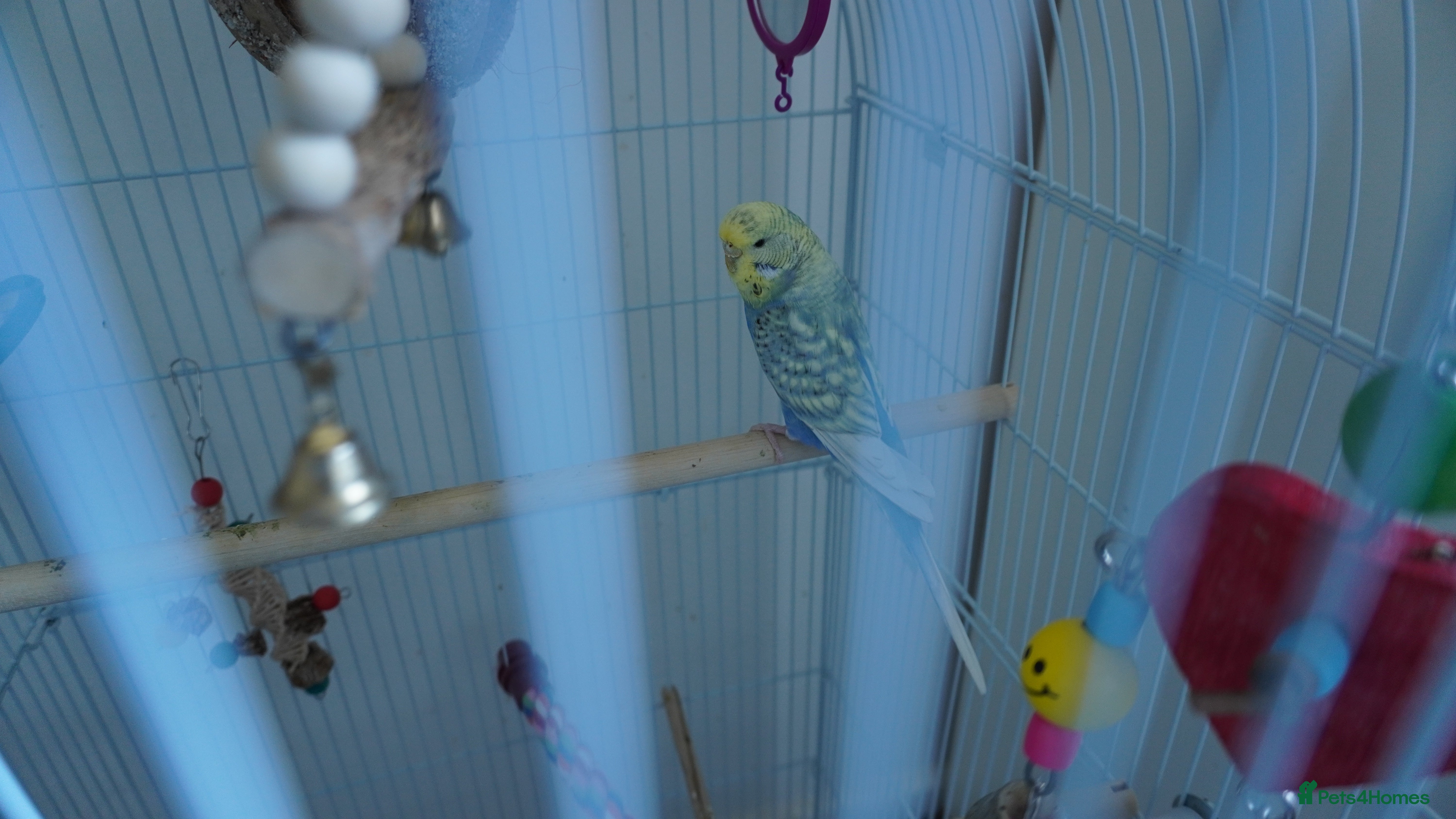 Budgerigars birds 🐦 Two Pair of Budgies + Full Setup & Accessories in Manchester - Advert 1