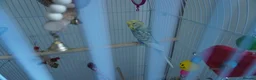 Budgerigars birds for sale: 🐦 Two Pair of Budgies + Full Setup & Accessories in Manchester - Advert 1