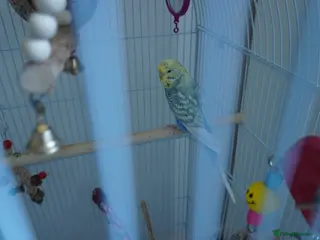 Budgerigars birds 🐦 Two Pair of Budgies + Full Setup & Accessories in Manchester - Advert 1