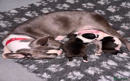 Boston Terrier dogs for sale: Pedigree KC reg Boston-Terrier puppies for sale! - Image 7