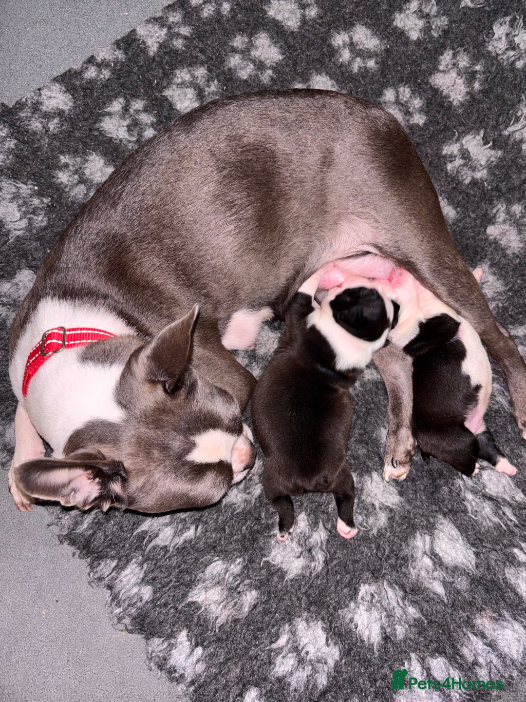 Boston Terrier dogs for sale: Pedigree KC reg Boston-Terrier puppies for sale! - Image 7
