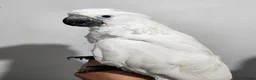 Cockatoo birds for sale: Baby umbrella cockatoo silly tame  - Advert 3