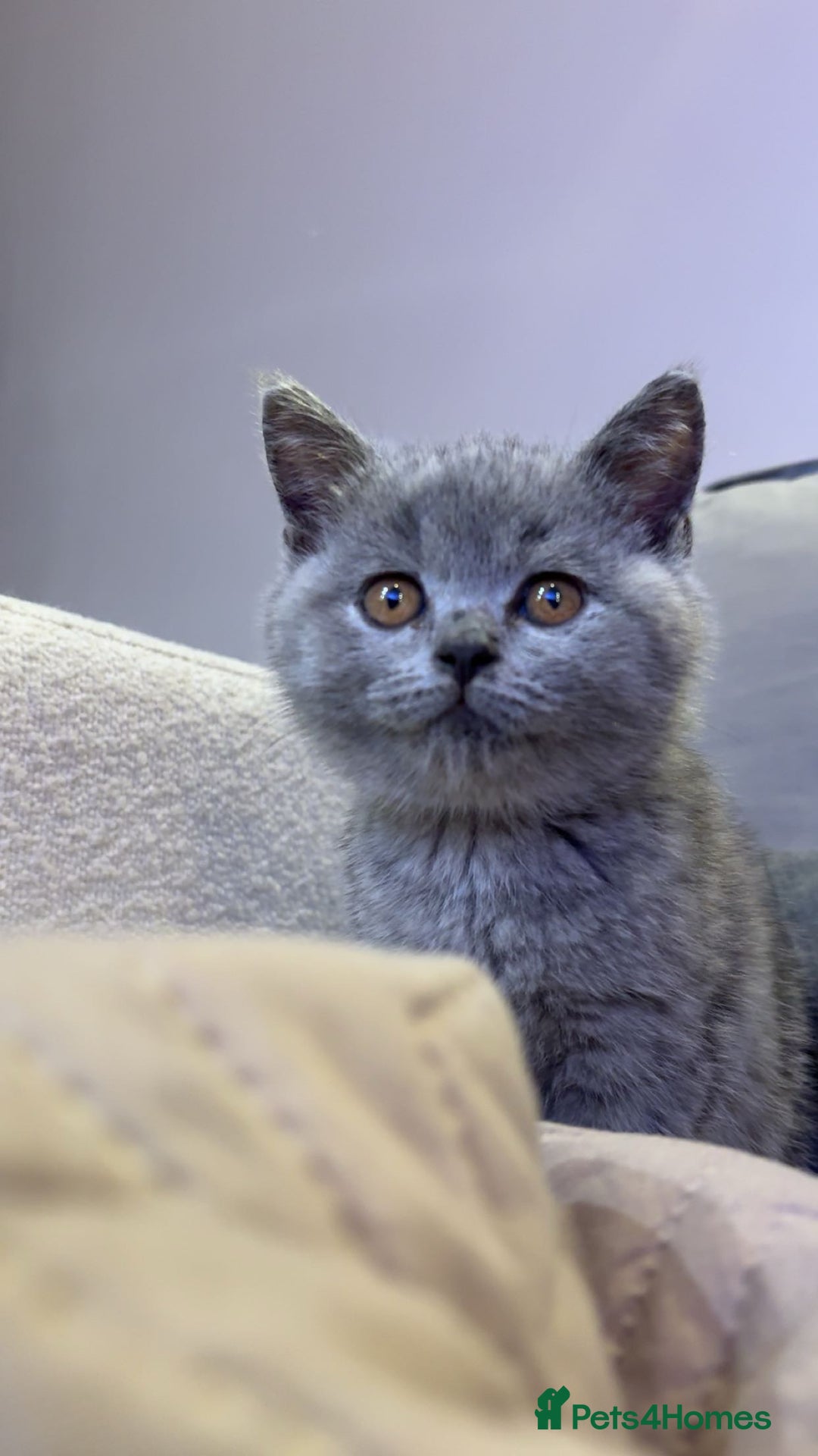 British Shorthair cats for sale: Male kittenBritish shorthair   - Advert 3