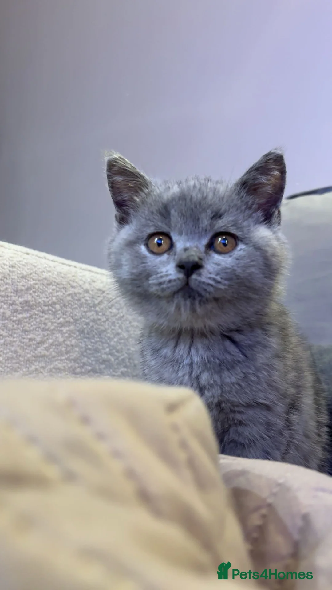 British Shorthair cats for sale: British Shorthair kitten male  - Advert 3