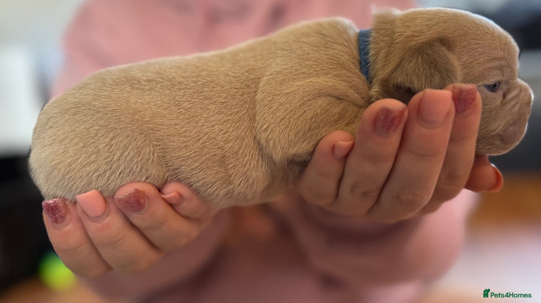French Bulldog dogs for sale: French bulldog puppies  - Image 6