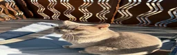 British Shorthair cats for stud: Proven BSH Lilac Stud - Advert 9